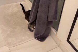 Gatto campione di nascondino: porta il gioco a un altro livello