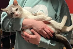 Abbandonato dai suoi precedenti proprietari, questo gatto ha un’idea precisa su come trovare una nuova casa