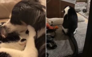 Il momento straziante in cui il gatto capisce che il fratello cane non c’è più: inizia a singhiozzare (VIDEO)