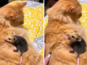 Questo gatto arancione sbalordisce tutti con un’adozione molto, molto particolare