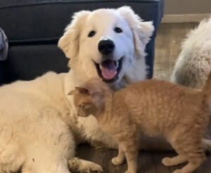 Il gatto agita la coda davanti al cucciolo di cane e si prospetta un’interessante opportunità