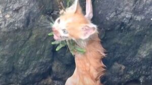 Il povero gattino cercava di restare aggrappato all’umido muro di roccia, mentre la corrente rischiava di portarlo via