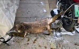 Il gatto randagio era rimasto imprigionato nella ruota di una moto, eppure nessuno sembrava volerlo aiutare