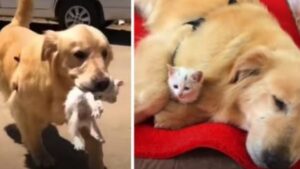 Il gattino era solo e indifeso per strada, poi è arrivato questo cane e ha stravolto la sua esistenza