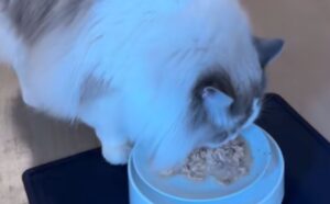Questa gatta Ragdoll è una vera diva: basta guardare come chiede di essere portata a tavola (VIDEO)