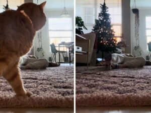 La padrona finge di svenire per vedere cosa fa il gatto, ma la sua reazione non stupisce nessuno