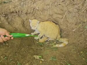 Il gattino è nato nel fango ed è in difficoltà, eppure mamma gatta vuole proteggerlo con tutte le sue forze