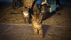 Il gattino randagio si presentava spesso davanti alla porta di una casa, poi hanno capito il perché – Video