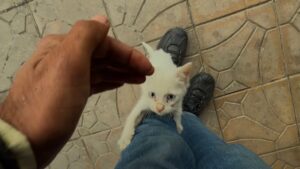 Il gattino randagio si solleva sulle zampe, sperando che qualcuno riesca finalmente ad aiutarlo – Video