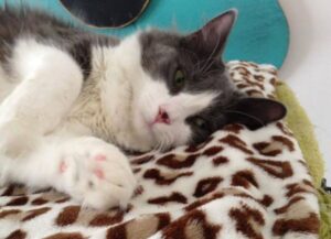 Il gatto di questa donna era scomparso dopo una caduta dalla finestra, ma dopo tanti anni avviene una svolta
