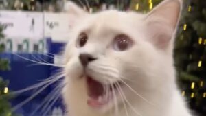 Il gatto non riesce a contenere la sua emozione di fronte alle decorazioni natalizie