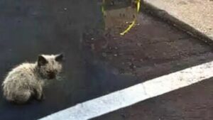 Il gatto randagio piangeva per strada giorno dopo giorno, ma dopo succede qualcosa di magico – Video