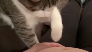 Il gatto scopre che la mamma è incinta nel modo più tenero in assoluto – Video