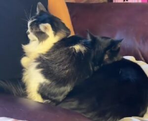 La donna capisce che il suo gatto è più “grassoccio” del solito, poi decide di guardarlo meglio