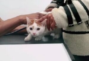 La donna porta la sua gatta dal veterinario e scopre che in realtà è un maschio