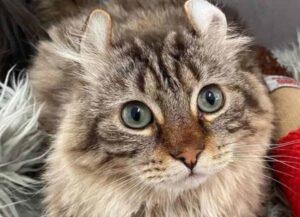 Le sue zampe erano enormi per una malattia e l’hanno gettato via, ora però il gatto vive come un vero re