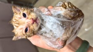L’uomo raccoglie il gattino randagio dalla strada e si accorge che i suoi lamenti diventano sempre più forti – Video