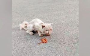 Il gatto ormai scheletrico avanzava barcollando, sperando di trovare finalmente un pasto caldo