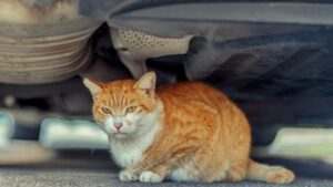 Gatti di Fiumicino hanno fame e sete e si avvicinano agli aerei per cercare cibo