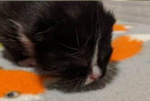 Una coppia si rifiuta di lasciare indietro mamma gatta e i suoi gattini, arrivati proprio mentre stavano traslocando
