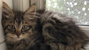 L’uomo era andato a fare una passeggiata con il suo gatto: non pensava che sarebbero tornati in tre
