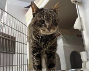 Gatto anziano trovato in strada: il microchip rivela la sua storia