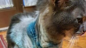 Gatto colpito dai proiettili si trascina fino a casa nonostante le ferite