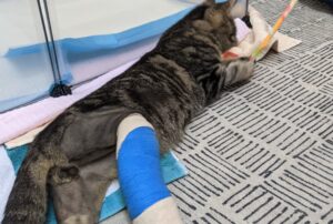 Lo hanno salvato e poi sono intervenuti per salvargli le zampette: ora tutti sperano che il gatto abbia ciò che merita