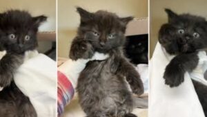 Tutti pensavano che avessero dei cattivi caratteri, invece questi gattini “selvaggi” si sono sciolti alla prima occasione