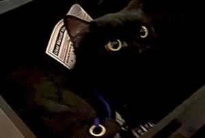 Il motociclista si è accorto per caso del gattino: quando lo ha salvato ha anche notato una particolare somiglianza