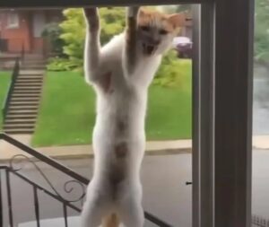 Gatto randagio cerca di farsi adottare arrampicandosi alla finestra ogni giorno