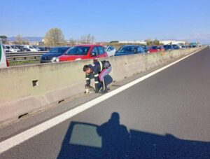 Gatto salvato in autostrada dalla Polizia: come sta il micio?
