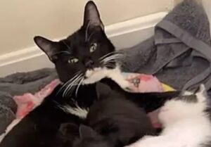Gatto scambiato per maschio ha partorito dei cuccioli