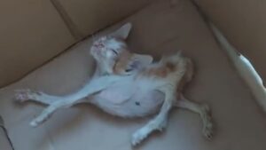 Il gatto è stato trovato estremamente denutrito e quasi senza fiato: pensavano che per lui non ci fosse più nulla da fare