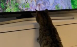 L’uomo accende la tv, ma rimane di stucco quando il suo gatto fa qualcosa che non aveva mai fatto prima