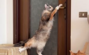 Pur di aprire la porta e “liberare” i suoi gattini questa mamma gatta Maine Coon usa tutta la sua astuzia (VIDEO)