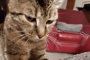 Dà da mangiare ai gatti della vicina di casa, ma qualcosa va storto