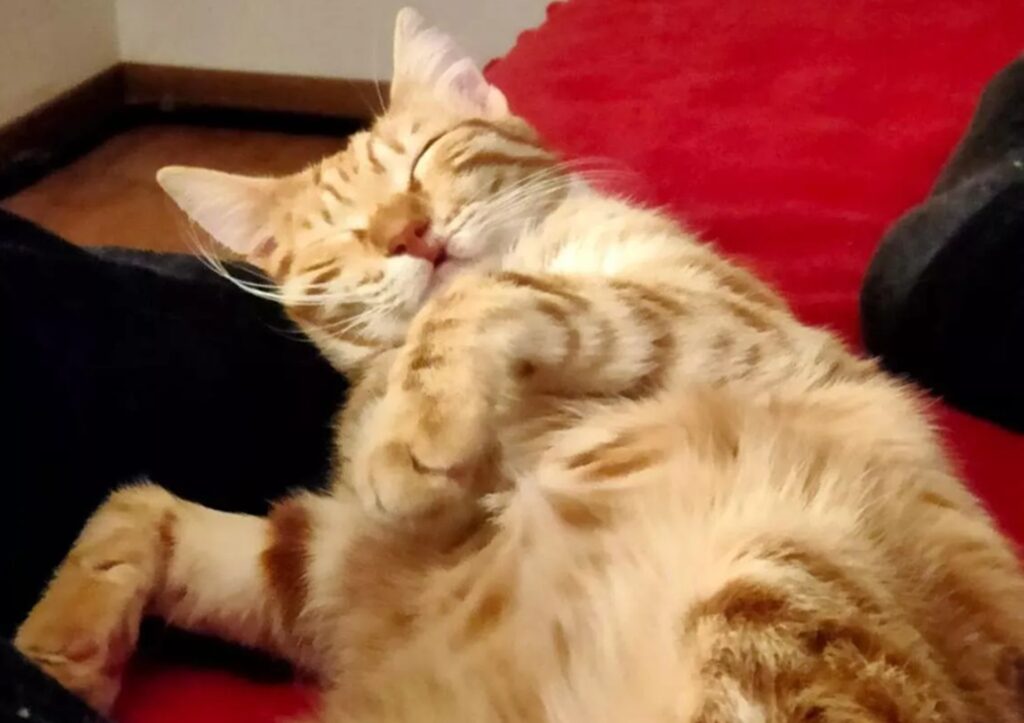Una donna di nome Lepore ha scelto di adottare un gatto con labbro leporino