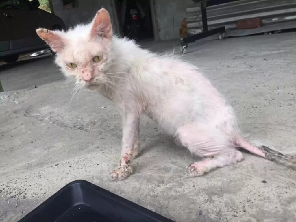 Gattina randagia, il lieto fine: finalmente trova qualcuno che possa amarla