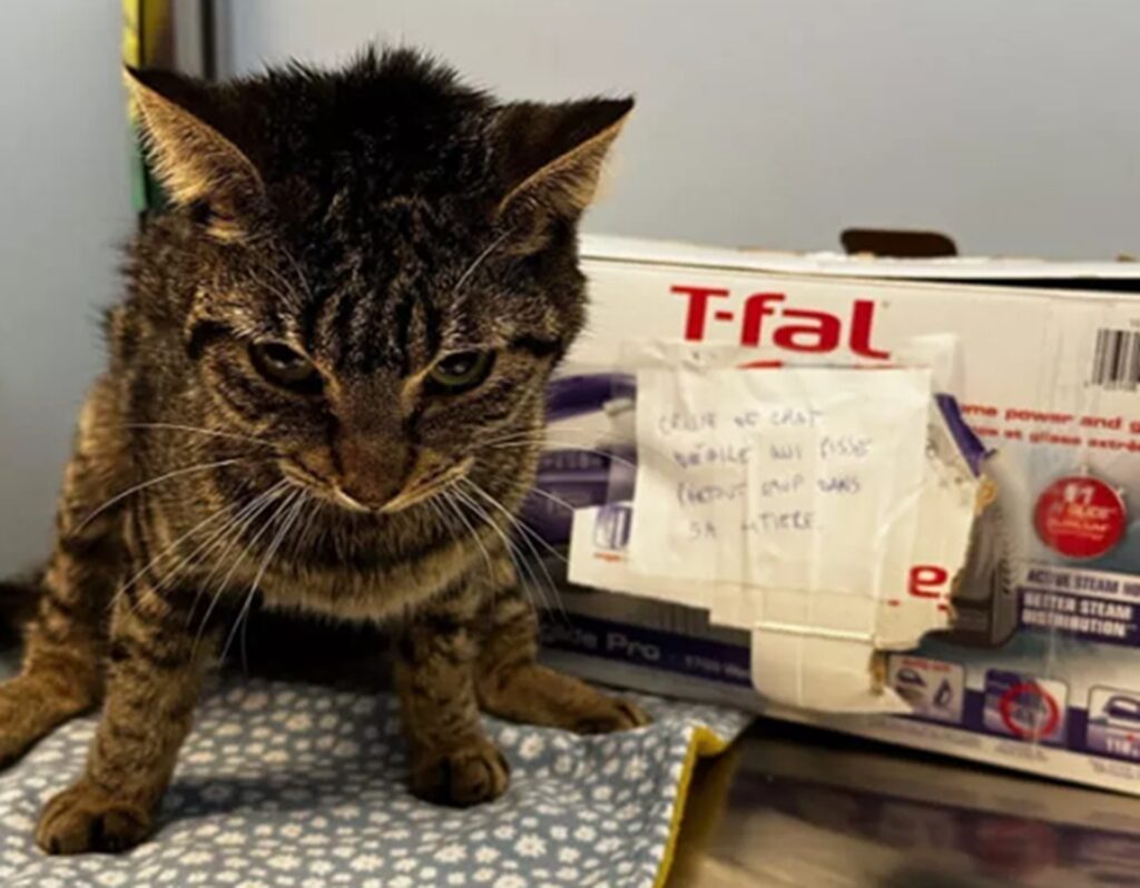 Gatto abbandonato con un messaggio terribile: “È stupido”