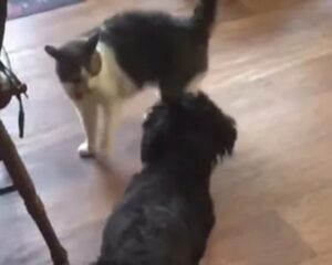 Il gatto che sa abbaiare perché è cresciuto con i cani