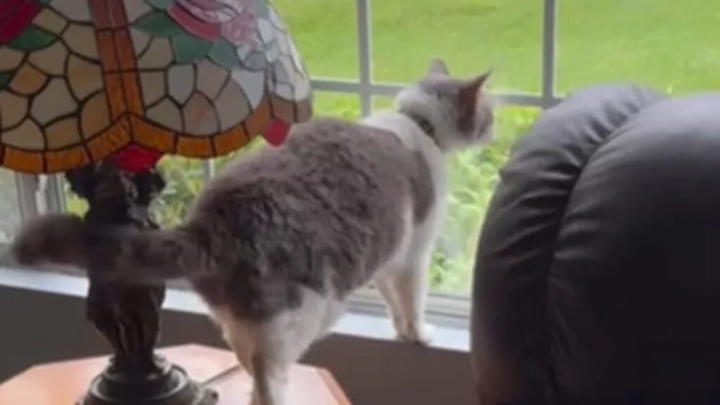 Gatto che sa abbaiare