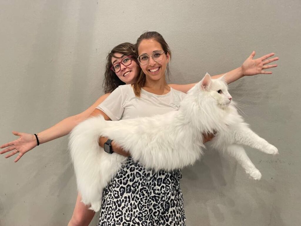 Il gatto più bello dell’universo è Poldo (per la terza volta)