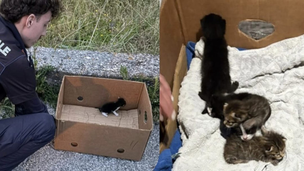 Cinque gattini abbandonati a Pompei