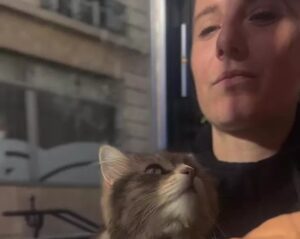 Si lascia con il fidanzato: quello che fa il gatto ogni mattina da quel giorno, è commovente