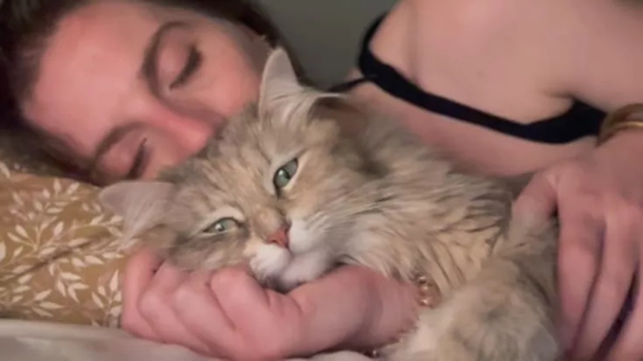 Gatto ha consolato la donna