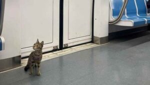 Gatta scappa dal trasportino e vaga per la metro di Roma