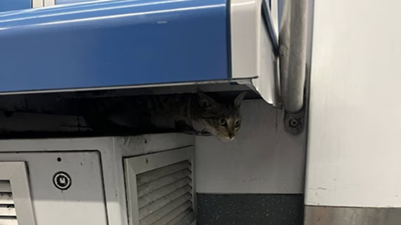 Gatta scappa dal trasportino metro di Roma