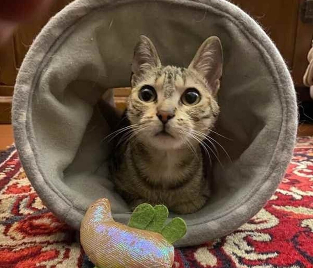 Gatto a casa