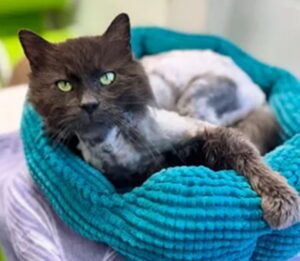 Il gatto che assomiglia a un panino è stato trovato davanti a un fast food